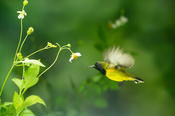 Little Birds and Beautiful Flowers
