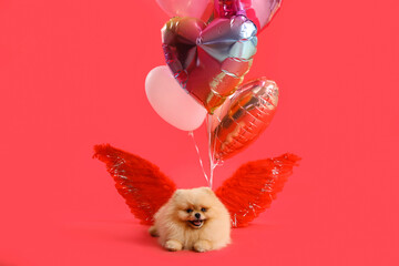 Cute Pomeranian dog with heart-shaped balloons and decorative wings on red background. Valentine's...