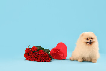 Cute Pomeranian dog with bouquet of red roses and heart-shaped gift box on blue background....