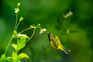 Little Birds and Beautiful Flowers