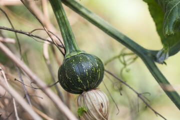 green small pumpkin fruit in garden	
