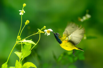 Little Birds and Beautiful Flowers