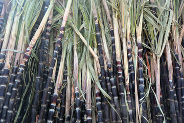 Fresh sugar canes for sale