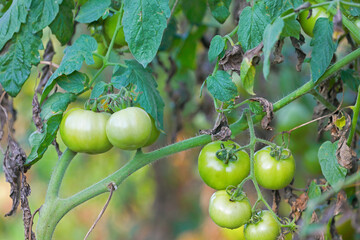 Fresh healthy Tomatoes growing in Indian garden	