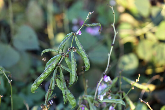 Indian variety Kozhi avarai seeds known as GardenHunt broad beans or hyacinth beans