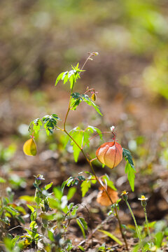 Cardiospermum halicacabum, known as the balloon vine plant or love in a puff