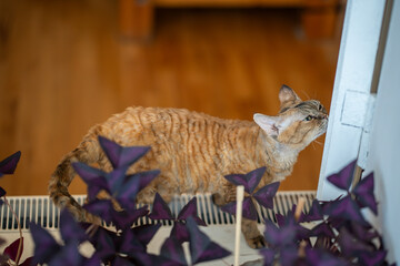 Purebred Devon rex rubbing with nose, snout against wall corner, spraying scent from special glands...