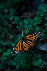 Mariposa Monarca