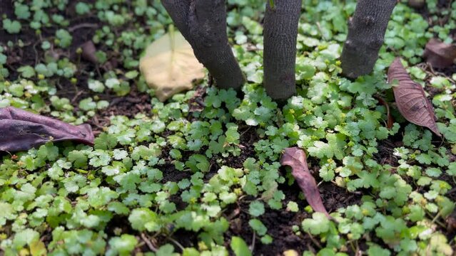 Lawn marshpennywort In Backyard