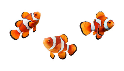 set of clownfish with transparent background