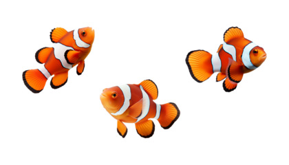 set of clownfish with transparent background