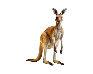 Fototapeta premium kangaroo isolated on transparent background