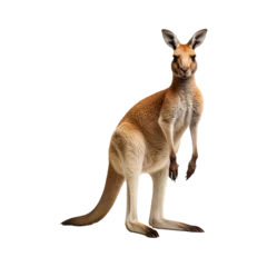 Foto auf Acrylglas kangaroo isolated on transparent background © Mubeen