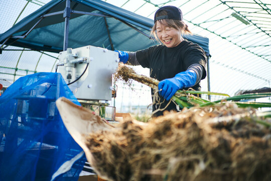 収穫したネギの根切りと皮むきをする日本人女性