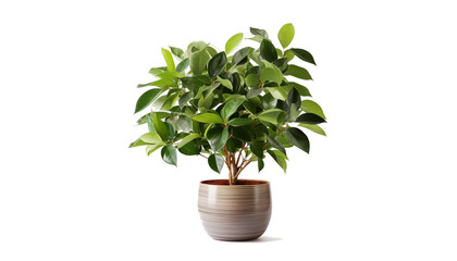 Ficus in a pot isolated on white background, clipping path included