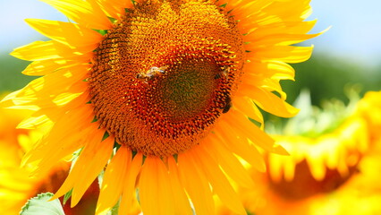 Blooming sunflower with honey bee