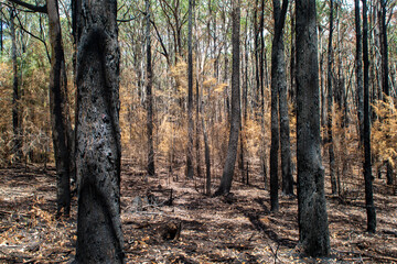 Forest after bushfire in the Yarra Ranges, Australia