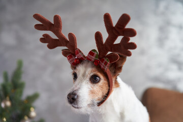 A dressed-up Jack Russell Terrier dog captures the Christmas spirit, adorned with reindeer antlers