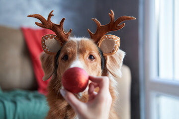 A Nova Scotia Duck Tolling Retriever dog looks intrigued by a red bauble, sporting charming...