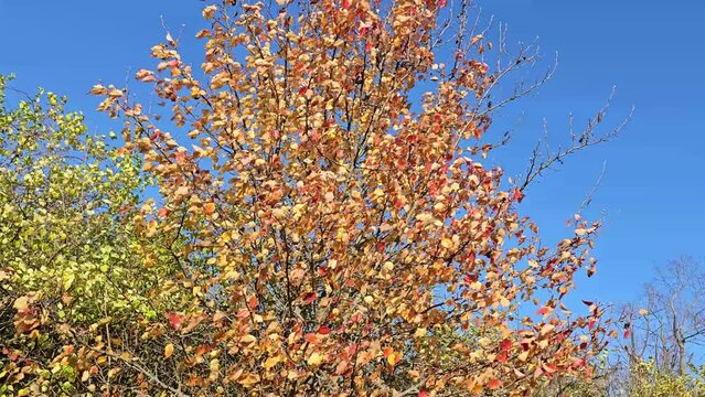 Hackberry tree with Autumn color leaves blowing in the wind on sunny day with blue sky