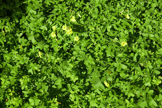 Field of clover. Green leaf pattern. 