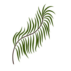 Green coconut leaves 