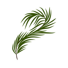 Green coconut leaves 