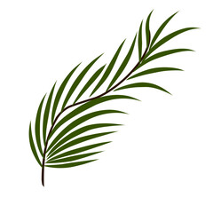 Green coconut leaves 