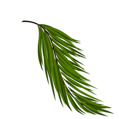 Green coconut leaves 