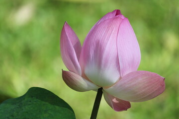 Beautiful Pink lotus flowers  