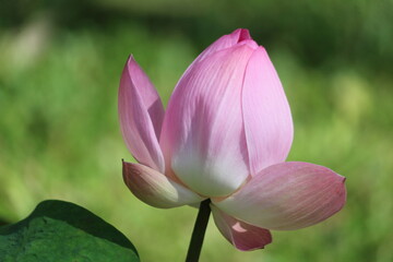 Fototapeta premium Pink lotus flowers seen from the side