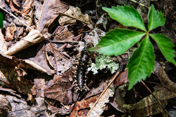 Millipede crawling on decaying leaves on the forest floor