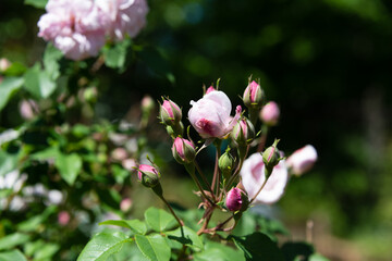 Rosa blush noisette display. Light pink buds and flowers bloom in the sunshine