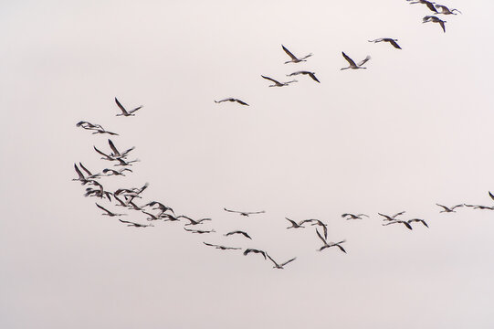Flying cranes flock against blue sky