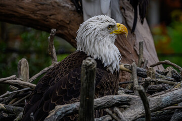 bald eagle 1