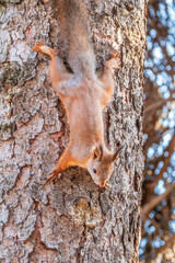 Squirrel sitting upside down on a tree trunk. The squirrel hangs upside down on a tree against colorful blurred background. Close-up.