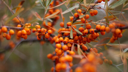 Sea-buckthorn