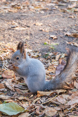 Autumn squirrel with nut sits on green grass with fallen yellow leaves