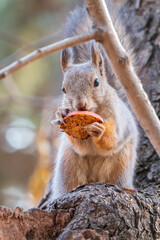 Obraz premium The squirrel with nut sits on tree in the autumn. Eurasian red squirrel, Sciurus vulgaris.