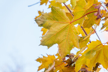 Maple branches with yellow leaves in autumn, in the light of sunset.
