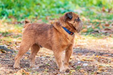 Brussels Griffon for a walk in the park