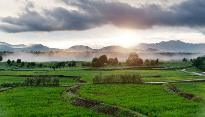 Background of green rice field