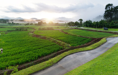 The path through the rice fields