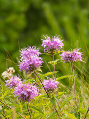 Wild Bergamot with Bright Pink Flowers Blooming in Rural Montana