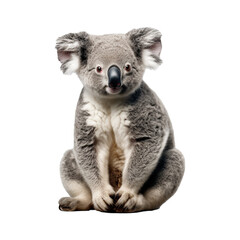 koala on transparent background
