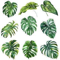 Isolated monstera leaf on white background. Monstera leaf, tropical evergreen plant isolated on white background	