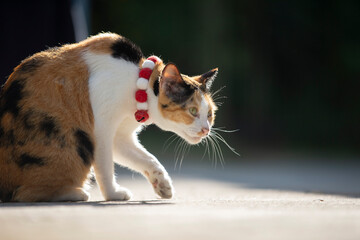 Cat walking in the garden with a green collar around her neck.