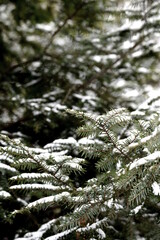 Snowy Branches In Missouri 