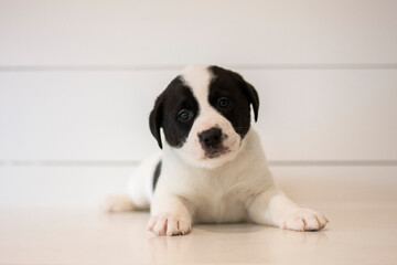 Black Brown White Puppy Against White Background