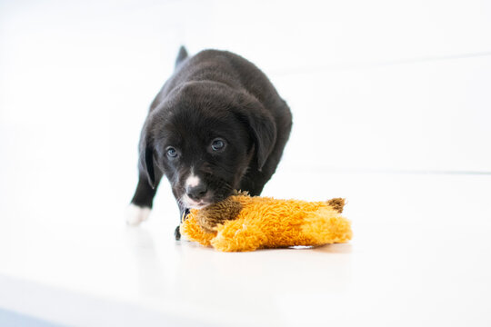 Black Brown White Puppy Against White Background